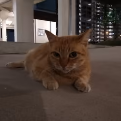 Tinder Cat 1