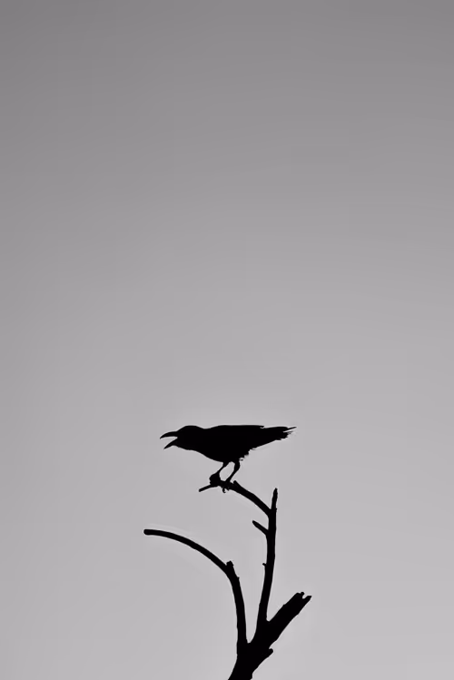 Item #17875095914178032267336007713577940099999905130221707402201075547596688195585 Media