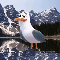 Bored Seagull Club- Moraine Lake Seagull