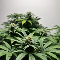 Bruce Banner