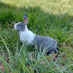 Finn in The Nature