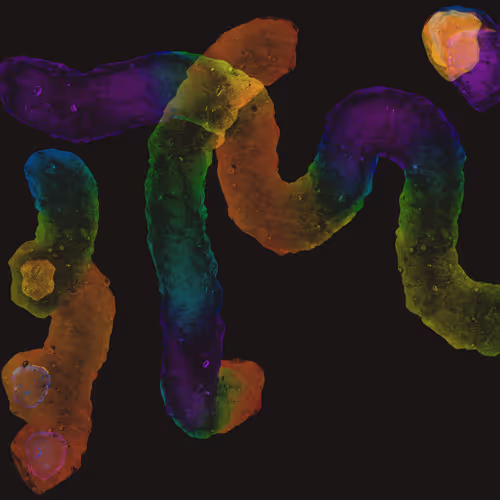 Item #24802117935495739164452723994057362694075464006958321523425494600259295248385 Media