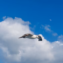 Seagull #1
