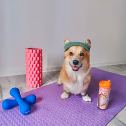 Corgi fitness