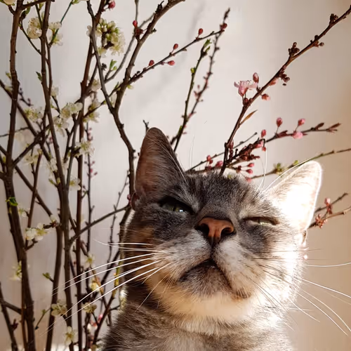 Otis the Cat #002 - Sunshine with flowers