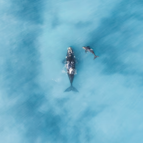Peaceful Whales