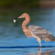 Florida Birds