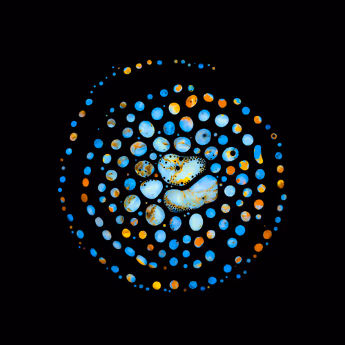 Haematopoiesis #224
