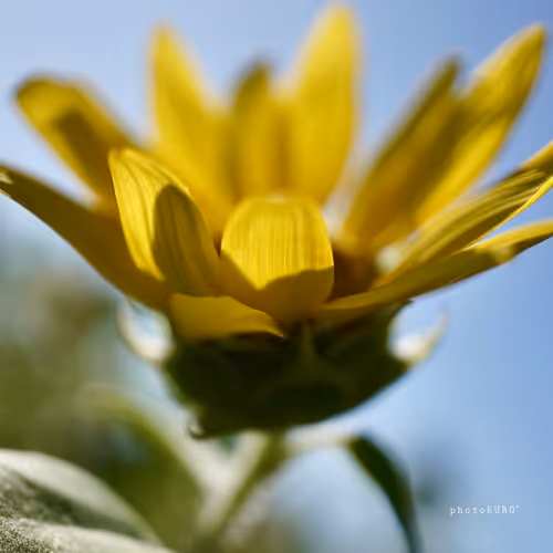 Item #103339499658907074455911852821514679659062129792359254936295356914896363061249 Media