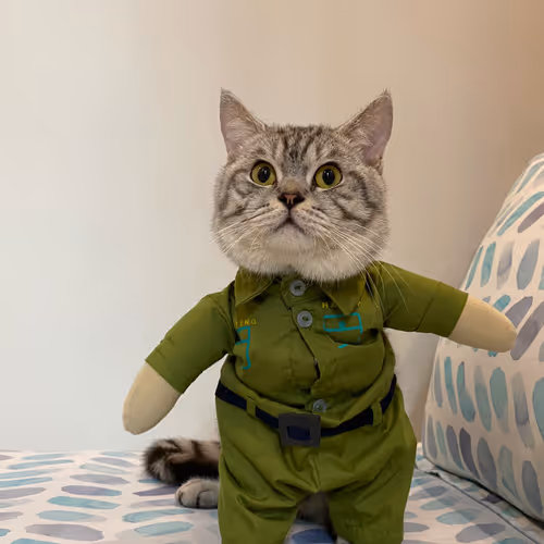 Bufficat