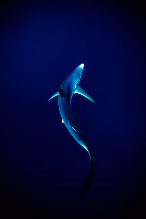 Item #29902083434247515408831439574651385768857107128595090783109118181376629145601 Media