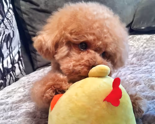 Item #57291291012742258492867258769192328692450349684675468902393416343678202413057 Media