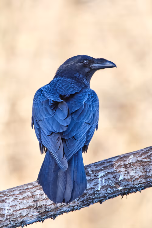 Item #38839638016567787645850386544013293643521983549526356004596178353142590603265 Media