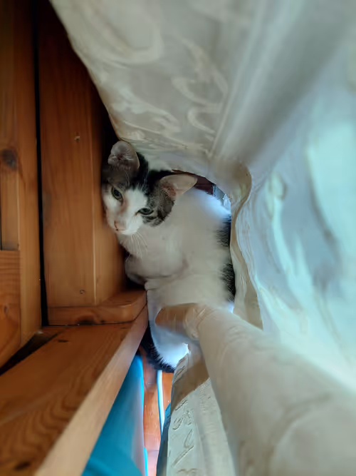 Item #99936926881834722245494880846447902772970396691943269501904837323101627744257 Media