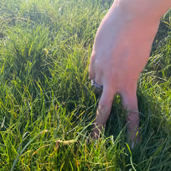 Grass