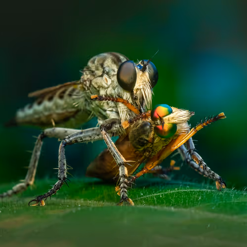 Survival of the bigger - Robberfly
