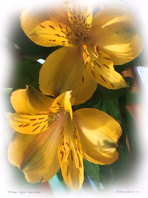 Item #25766228410116791685339336380012731519026805930459738932816938887475961528420 Media