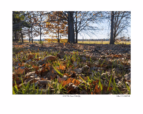 Item #24600310660482288606297797528155087939323639147399647196853483656733446373377 Media