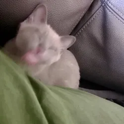 Archer the Licky Boy