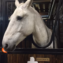 Maverick