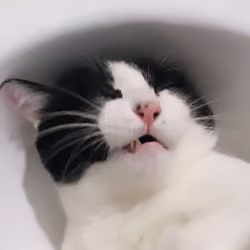 CAT 06