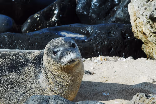 Item #82668664347853387025205030792162106913974488761724448252059371123584912064513 Media