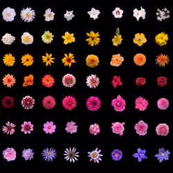 In Full Blossom Compilation