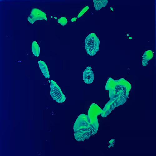 Item #82156306384610747966184862212727550247456131418142315154672423518239851544577 Media