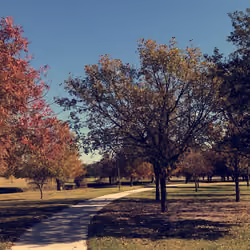 Fall Experienced