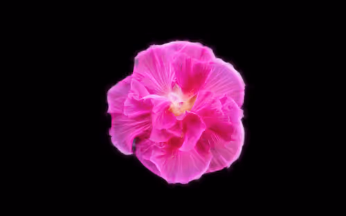 Item #112000724350228495474711911108130364376243231564197861893917072315840987146 Media