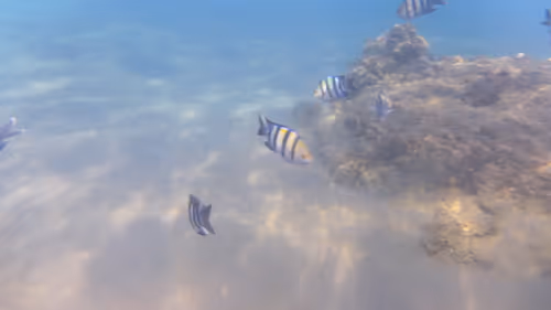 Item #32522392328516293709208538786472574869311995244495637720412795885044845510661 Media