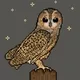 Owls-