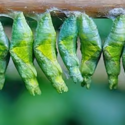 Butterflies Birth