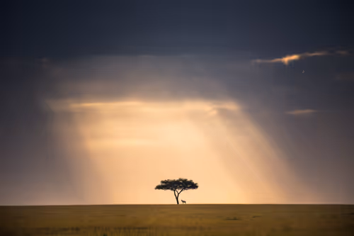 Item #46146454175190830687847236221543248864679735900060228179798027757208765202433 Media