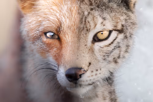 Item #74947066243849206940937931845492421282407977522900211027354211442099945996293 Media