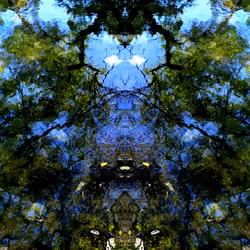 Mirror forest - 25
