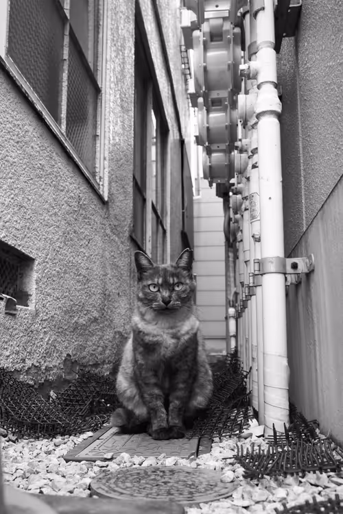 Item #41560785827232416525944829865744296418269522229924950073552194983863733190657 Media