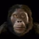 Hominins by HARI Editions
