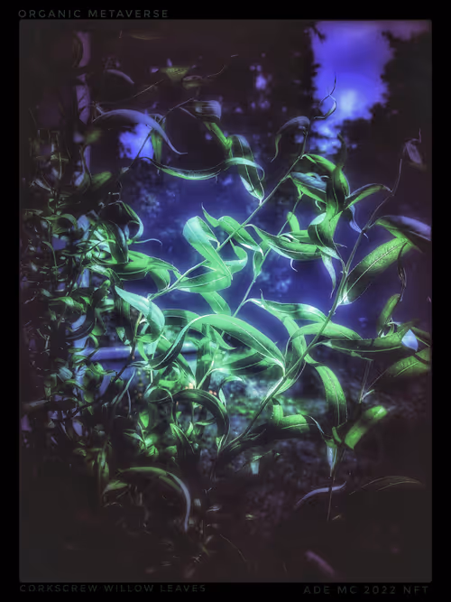 Item #3787080761074609709675817509753112159059746763483256848434353547900803350533 Media