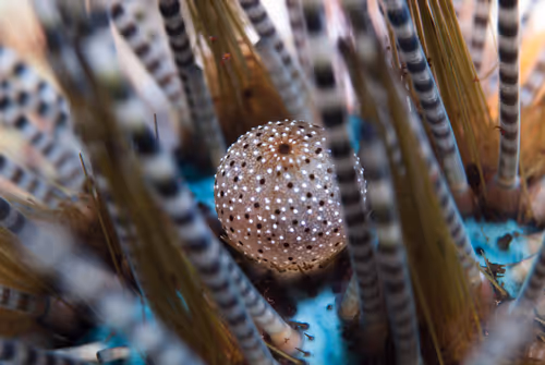 Item #67795505619931490141593079376400316859417509145610672143318596165405234954241 Media