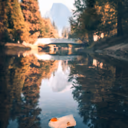 a floating leaf