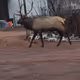 Town-Elk-Editions Collection