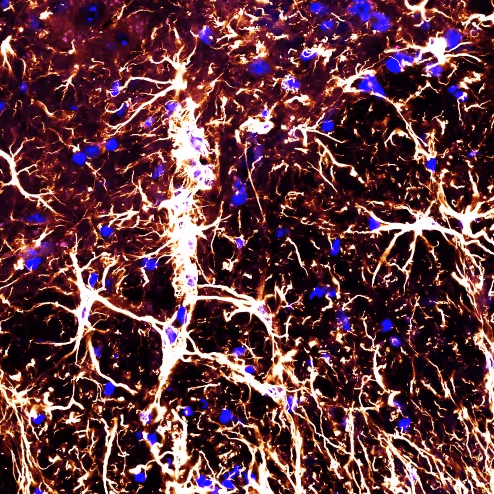 Item #56093845266365580198989074568914204894151473020386784908679452204820947009537 Media