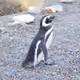 58770562314008882580802293636999035055142961452011433927735962074473786507265