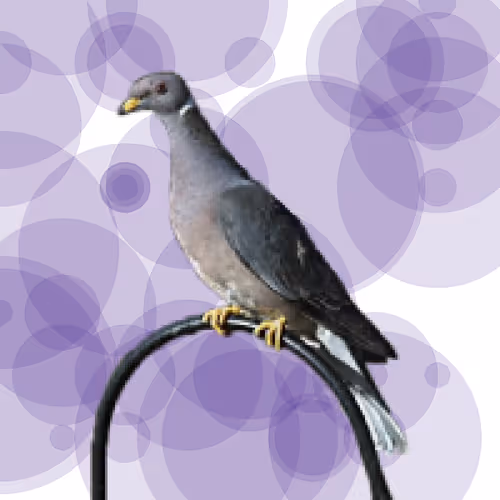 Item #44224140947385297080294490486331546758837636797201957936873602897744586866689 Media