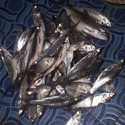 44826150884077296559363660473953749542894240218261723772066533710686920376321