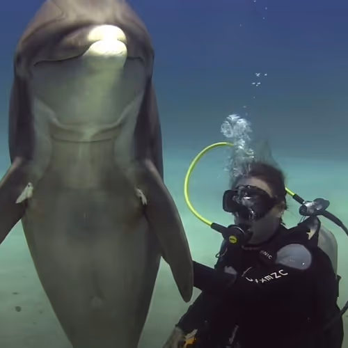 Dillynsoceanadventures