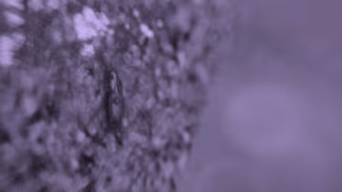 Item #103537636428956788553245855199027552722548685417663804032293973218453111177217 Media