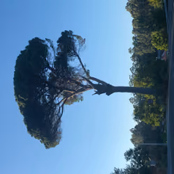 arbol 10