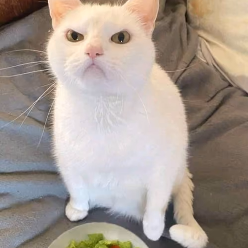 catt boiss
